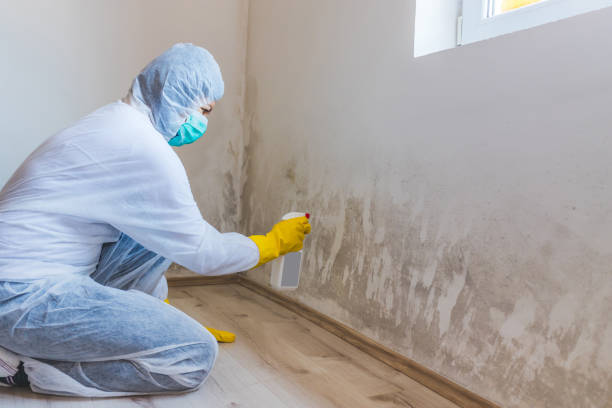 Licensed Mold Remediation service in Maple Grove, MN - WQB Mold Removal